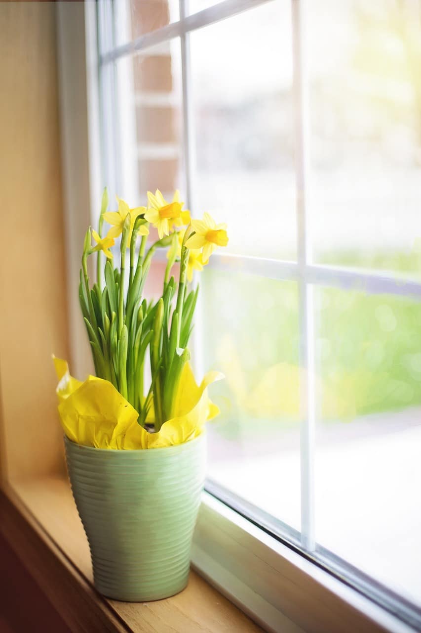 daffodils-1316128_1280