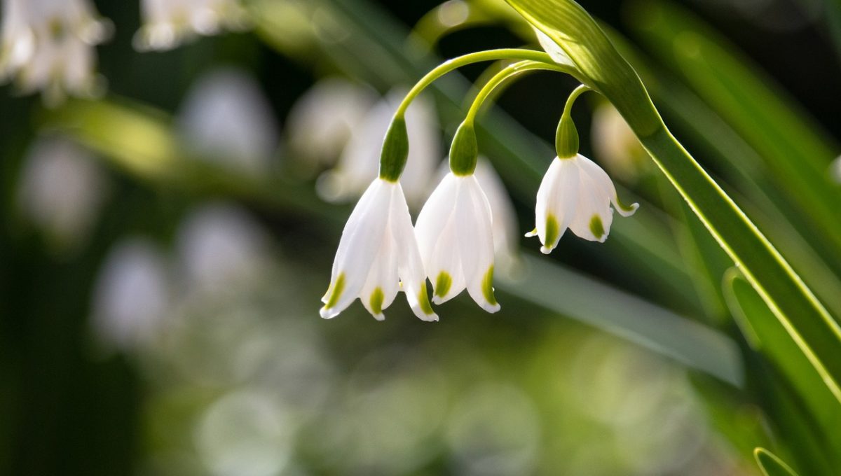 lily-of-the-valley-4151431_1280